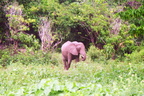 Elephant-11