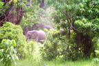 Elephant-6