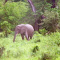 Elephant-7