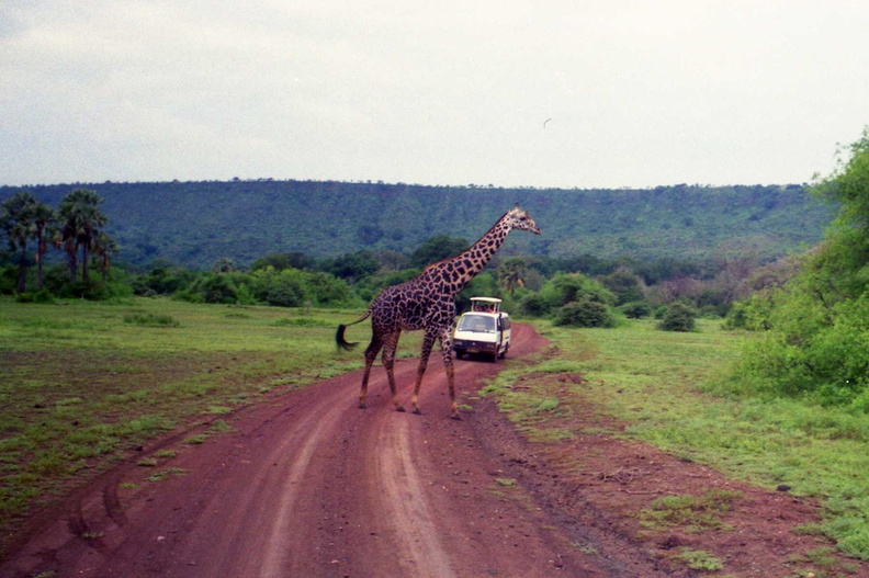 Giraffes-1.jpg
