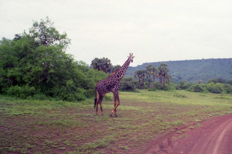 Giraffes-2.jpg
