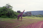 Giraffes-2
