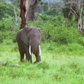 Elephants-10