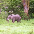 Elephants-11