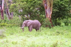 Elephants-11