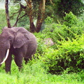 Elephants-13