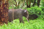 Elephants-5