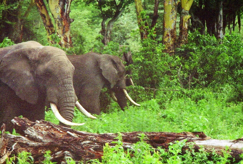 Elephants-6.jpg