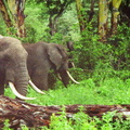 Elephants-6