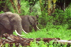 Elephants-6