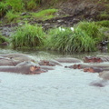 Hippopotames 1
