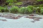 Hippopotames 1