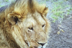 Lions-5