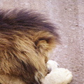 Lions-8.jpg