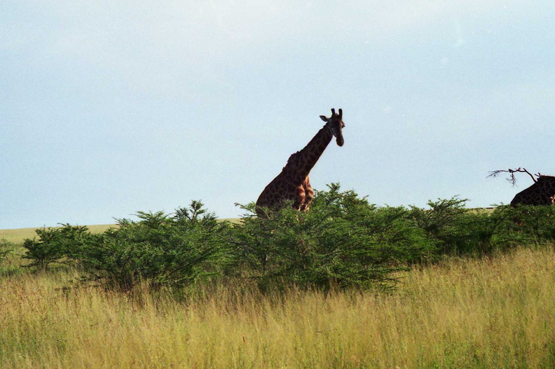 Giraffes-4.jpg