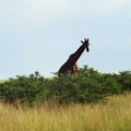 Giraffes-4