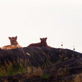 Lions-Nord-1.jpg