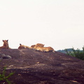 Lions-Nord-3