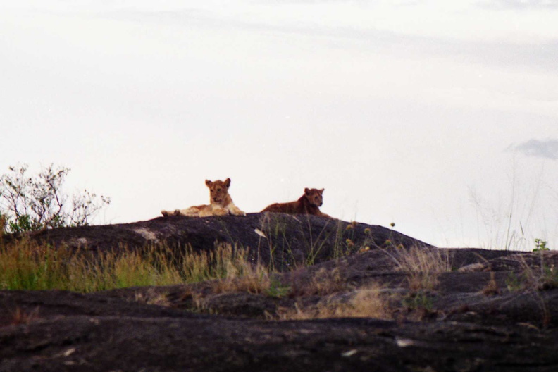 Lions-Nord-4.jpg