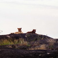 Lions-Nord-4