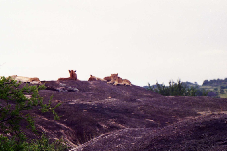 Lions-Nord-5.jpg