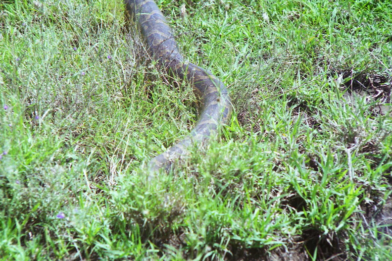 Serpent-2.jpg