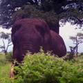 Elephant-2