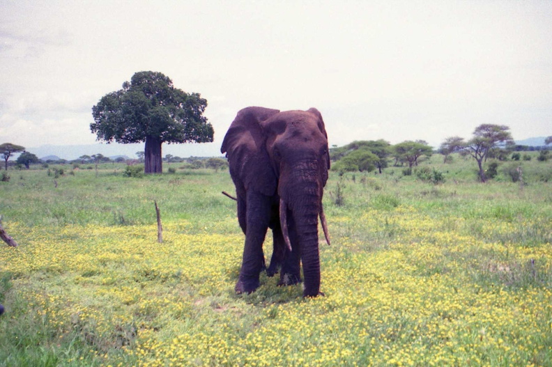 Elephant-4.jpg