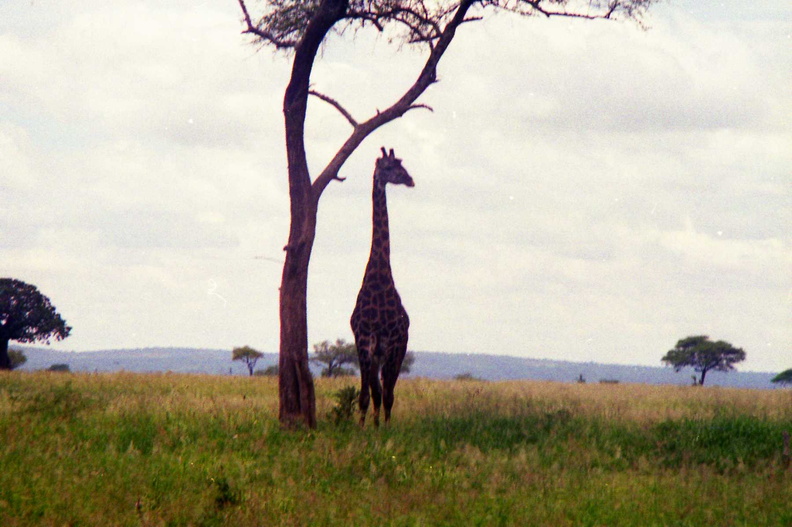 Giraffe-1.jpg