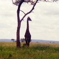 Giraffe-1