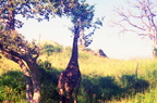 Giraffe-2