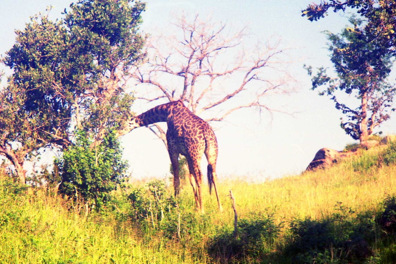 Giraffe-3.jpg