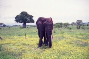 Un Elephant du Tarangire
