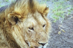 Un Lion du Ngorogoro